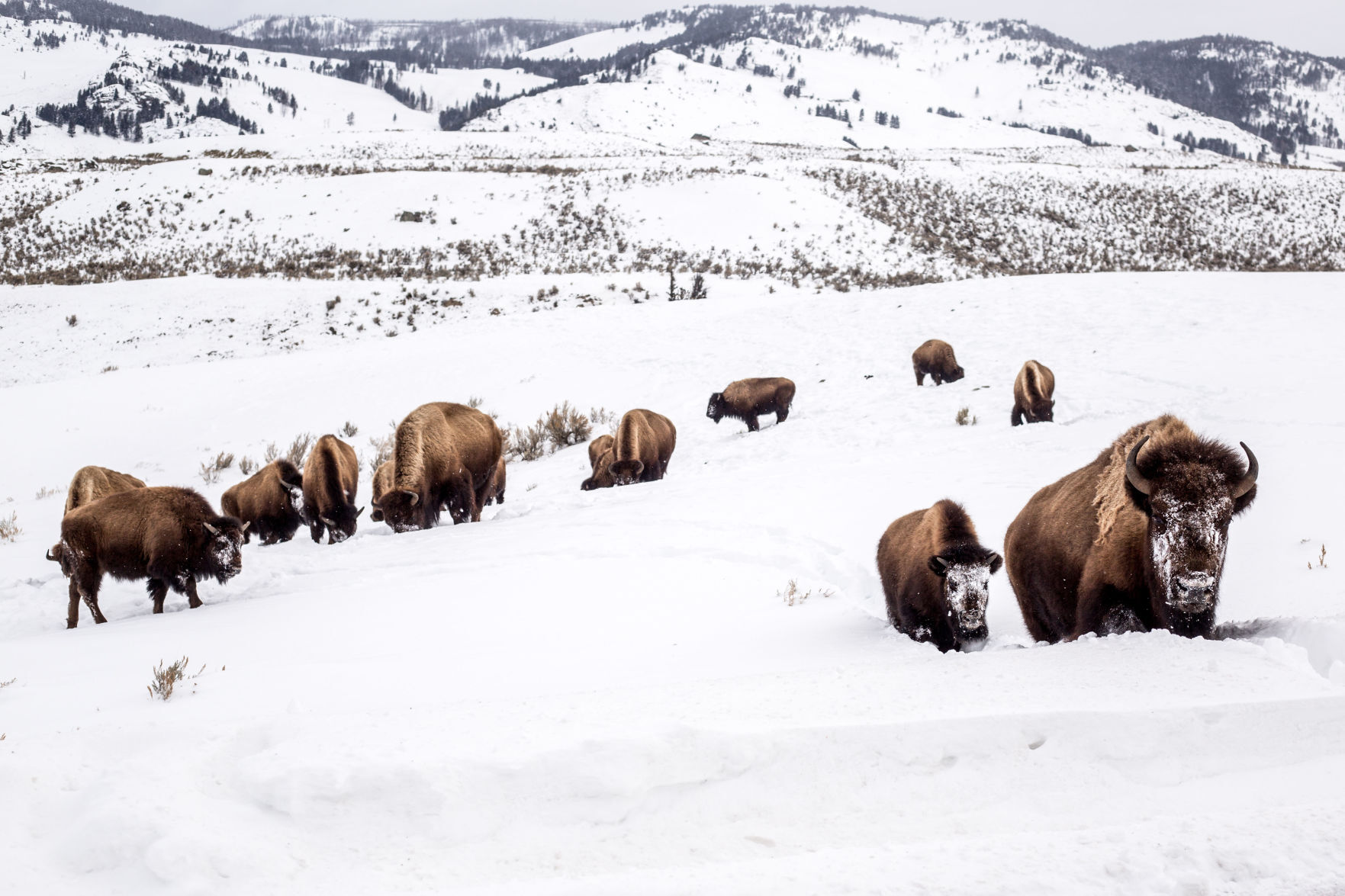 Yellowstone National Park
